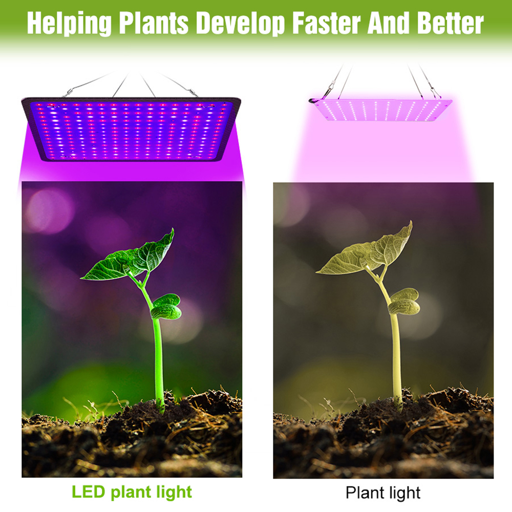 400W LED Grow Light Full Spect - đánh giá và giá Echeveria Succulent