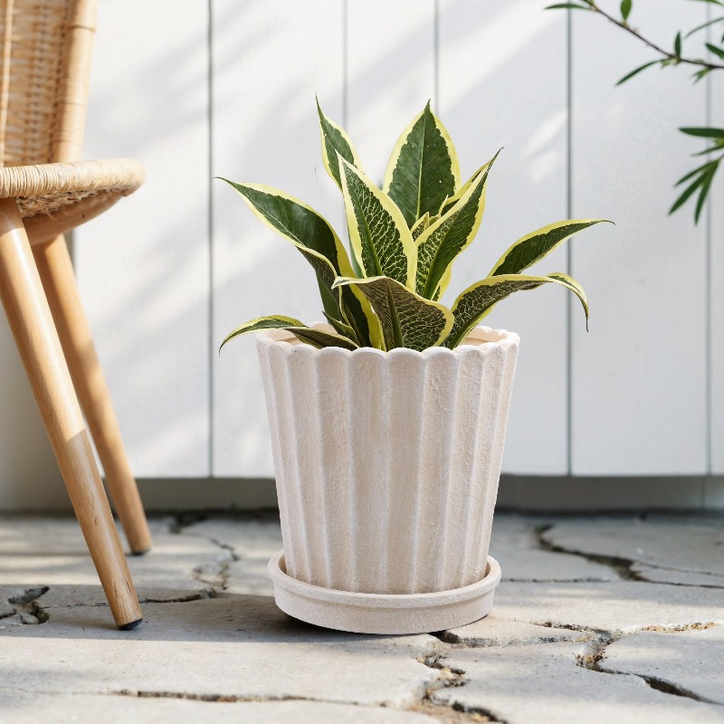 8 Inch Shell Planter Cream Cer - đánh giá và giá Aloe Vera Pot