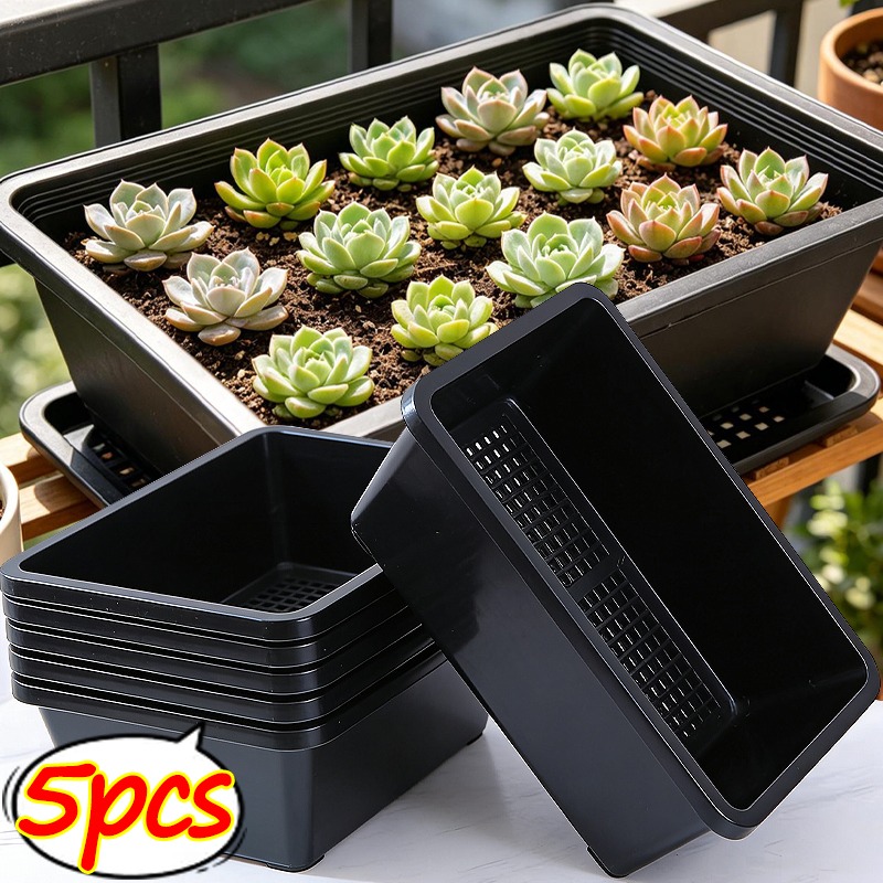 Succulent Plants Seedling Tray - đánh giá và giá Echeveria Succulent