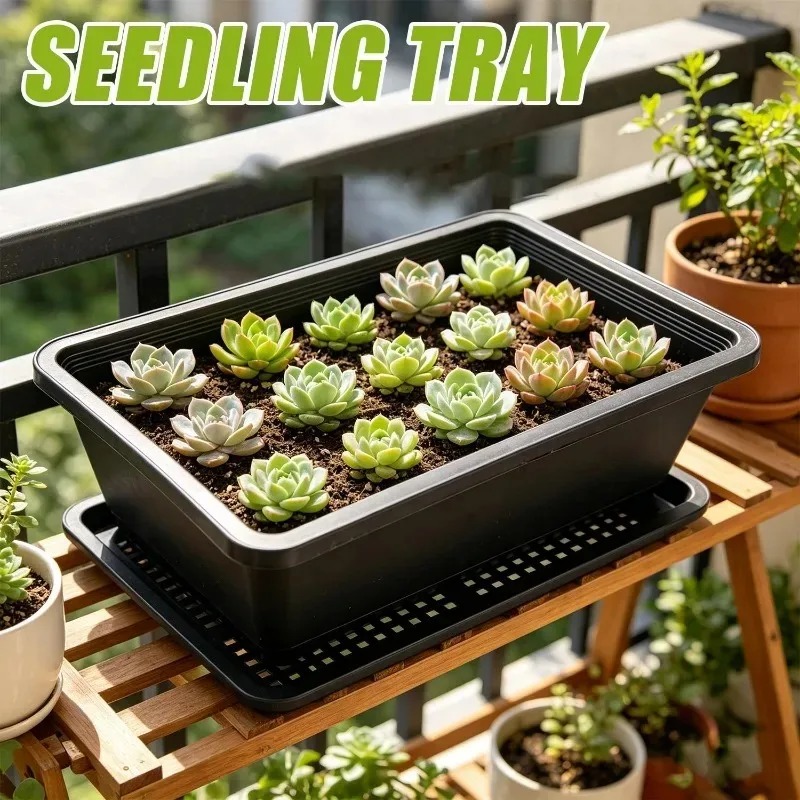 Succulent Plants Seedling Tray - đánh giá và giá Echeveria Succulent