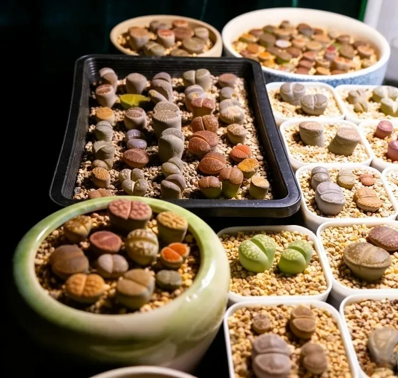 Succulent Plants Seedling Tray - đánh giá và giá Echeveria Succulent