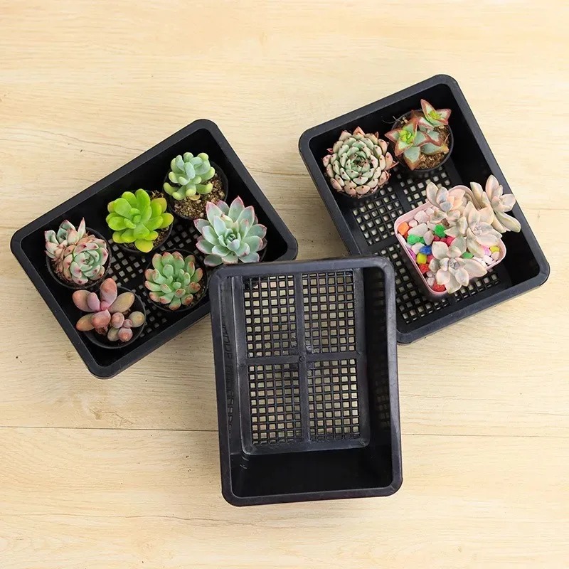 Succulent Plants Seedling Tray - đánh giá và giá Echeveria Succulent