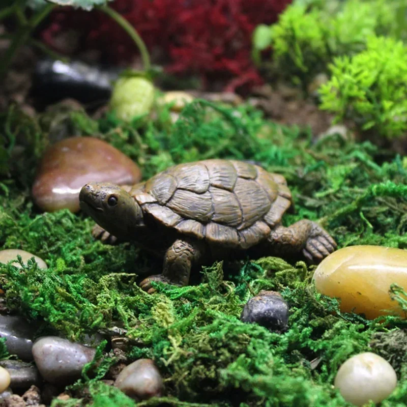 Simulation of Small Turtle Res - đánh giá và giá Echeveria Succulent