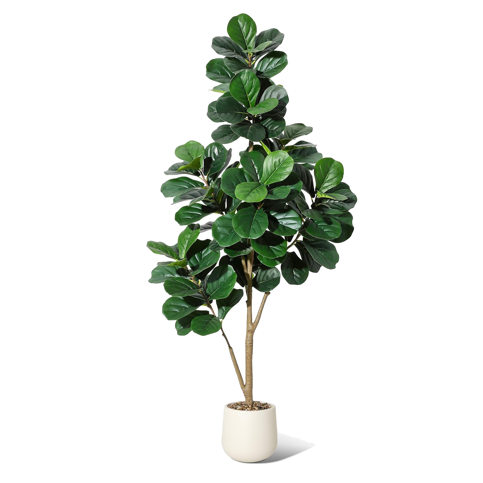 4-7 FT Fiddle Leaf Fig Tree Ar - đánh giá và giá Ficus Lyrata Tree