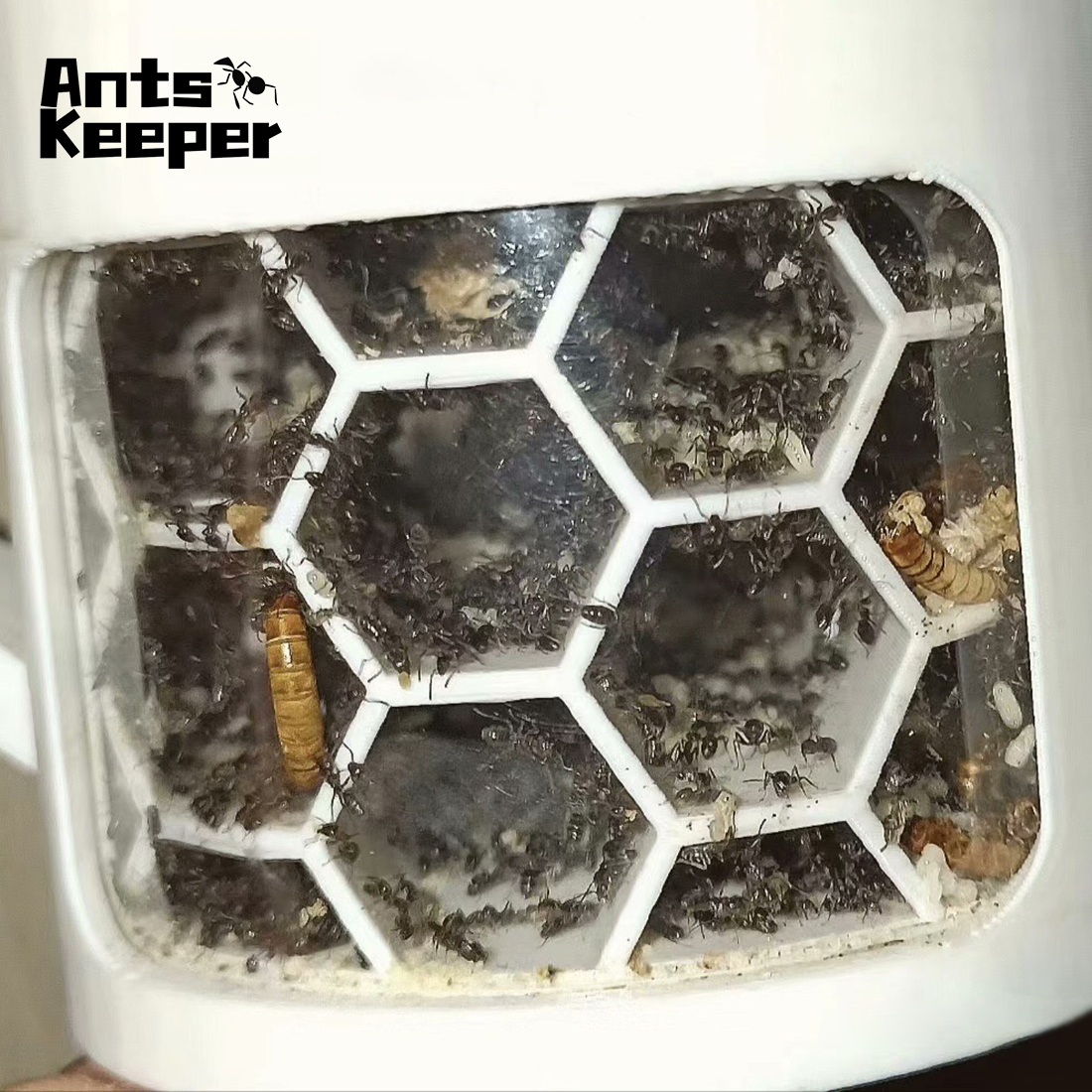 【Honeycomb】360 Degree Viewing  - đánh giá và giá Begonia Rex