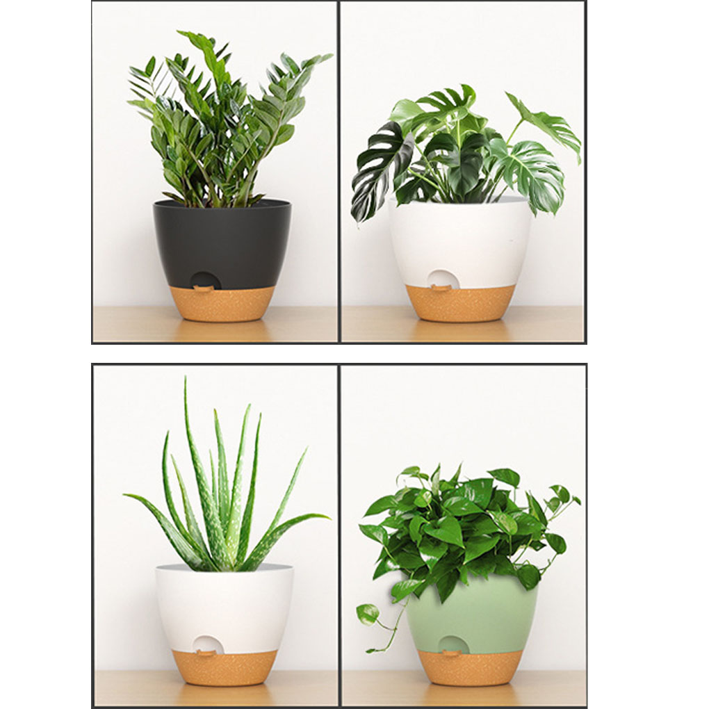 5piece Indoor Flower Pots With - đánh giá và giá Aloe Vera Pot