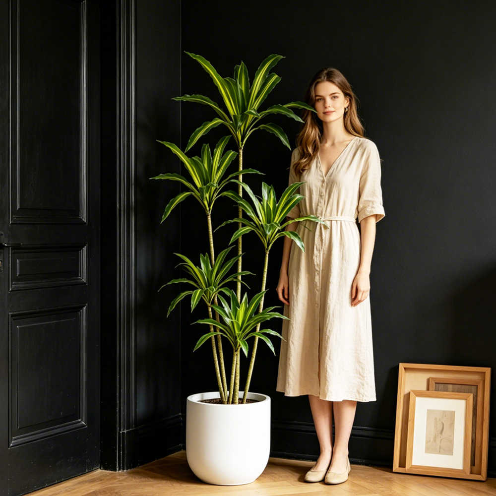 80-165cm Large Artifcial Draca - đánh giá và giá Dracaena Marginata