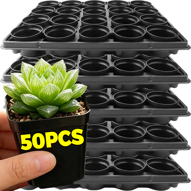 10/50Pcs Square Succulent Plas - đánh giá và giá Echeveria Succulent