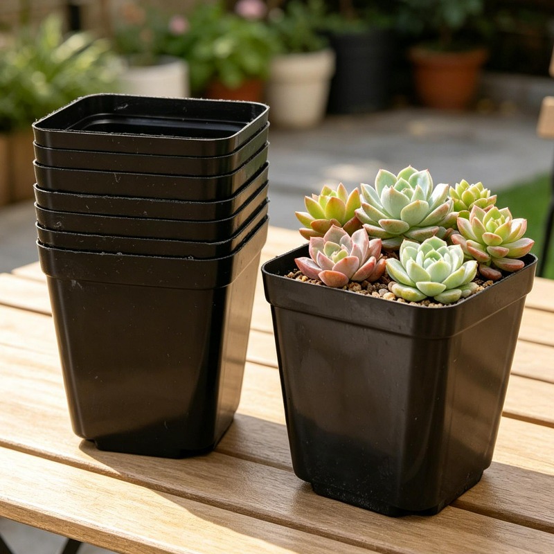 10/50Pcs Square Succulent Plas - đánh giá và giá Echeveria Succulent