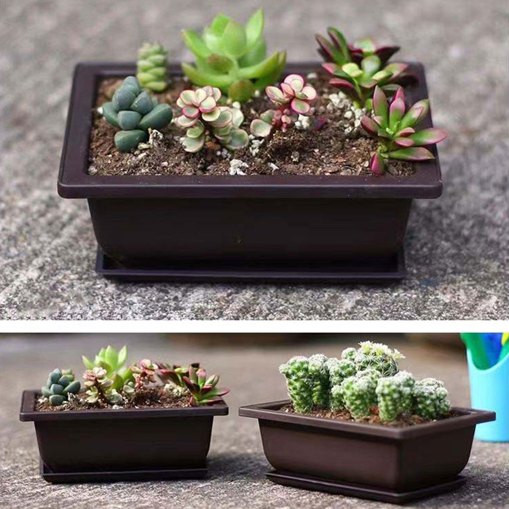 Plant Pots Bonsai Succulent Nu - đánh giá và giá Pilea Peperomioides