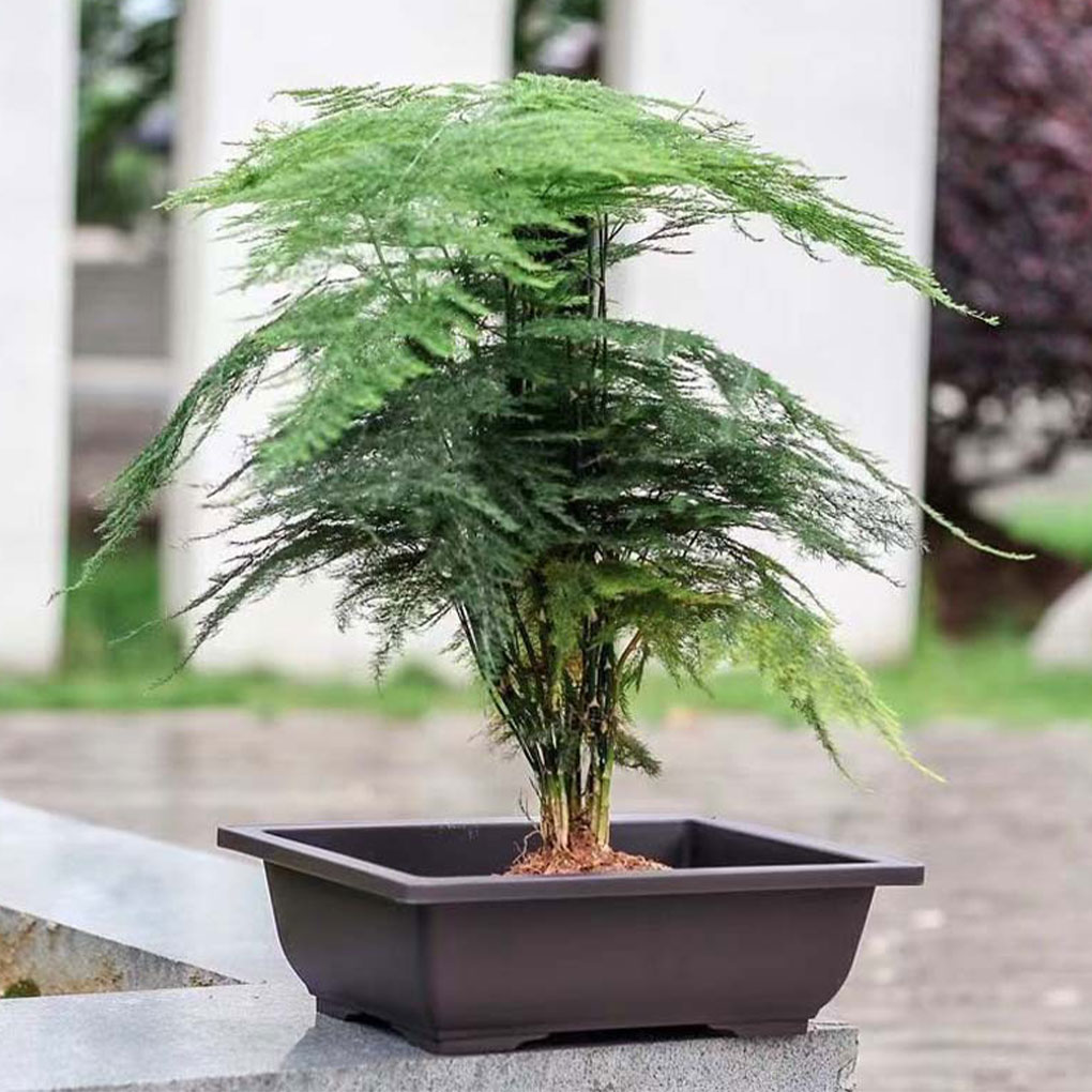Plant Pots Bonsai Succulent Nu - đánh giá và giá Pilea Peperomioides
