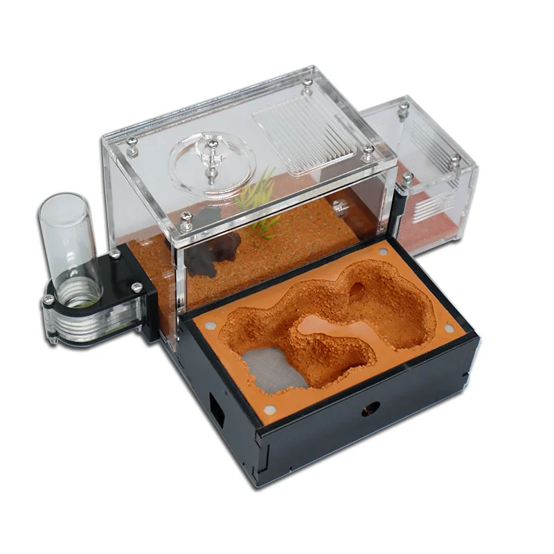 Yellow Soil Ant Farm with Exte - đánh giá và giá Begonia Rex