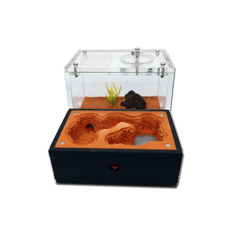Yellow Soil Ant Farm with Exte - đánh giá và giá Begonia Rex