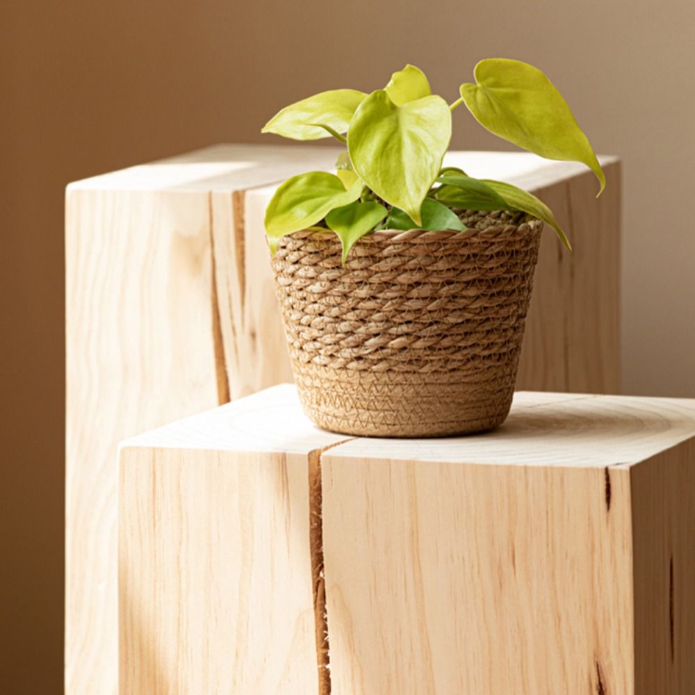 Straw Weaving Flower Plant Pot - đánh giá và giá Aloe Vera Pot