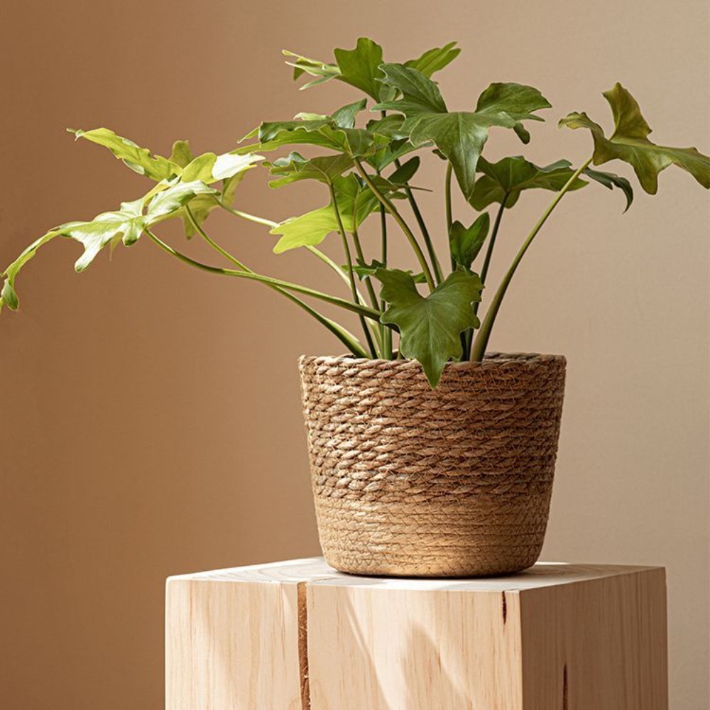 Straw Weaving Flower Plant Pot - đánh giá và giá Aloe Vera Pot