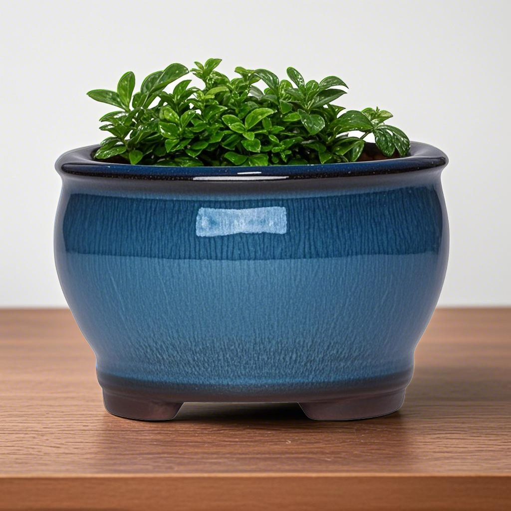 Ceramic Garden Planter Pots Ce - đánh giá và giá Pilea Peperomioides