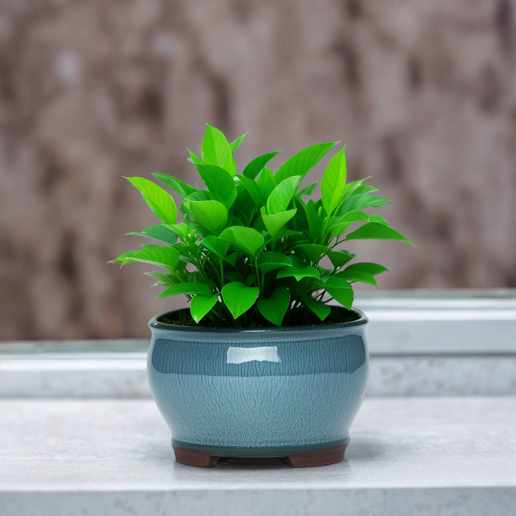 Ceramic Garden Planter Pots Ce - đánh giá và giá Pilea Peperomioides