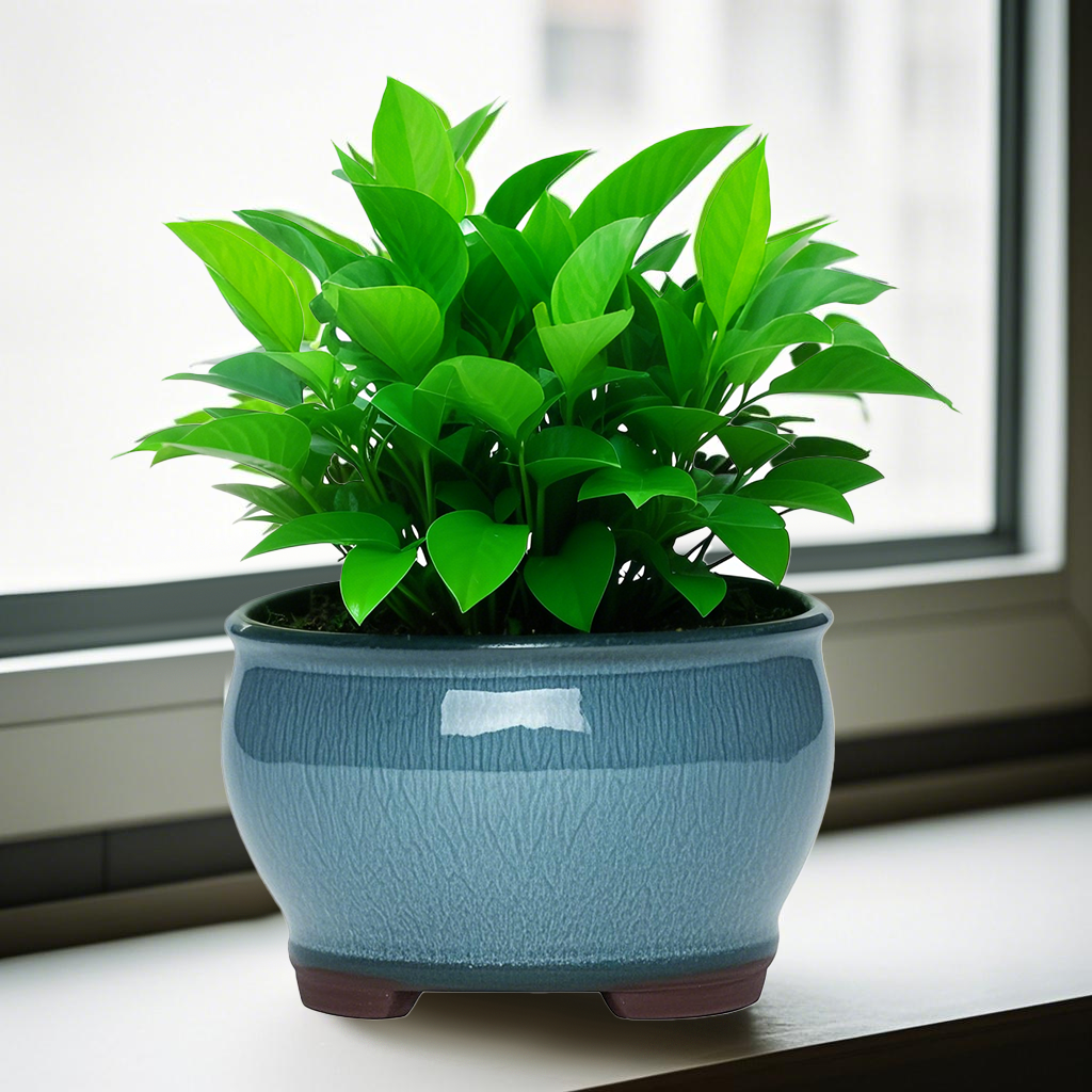 Ceramic Garden Planter Pots Ce - đánh giá và giá Pilea Peperomioides