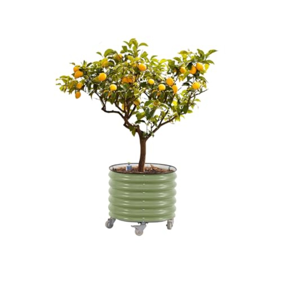 Self-Watering Rolling Metal Ci - đánh giá và giá Aloe Vera Pot