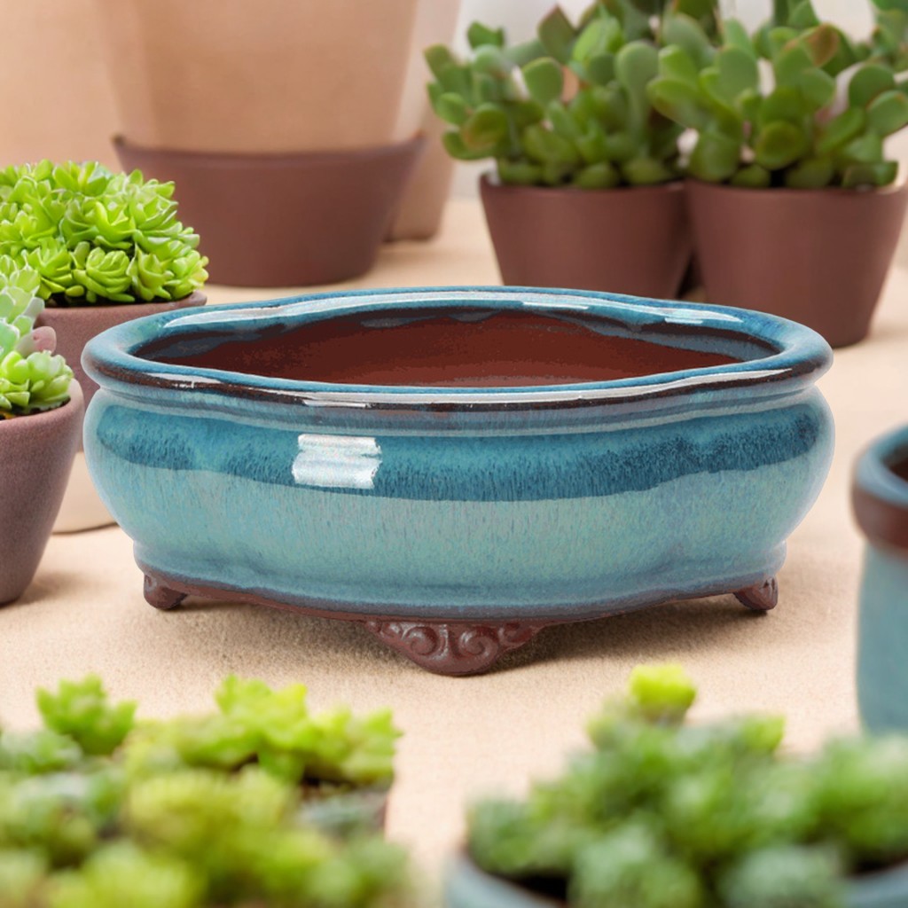 Ceramic Succulent Flower Pot C - đánh giá và giá Pilea Peperomioides